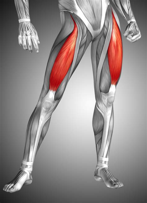quadríceps femoral